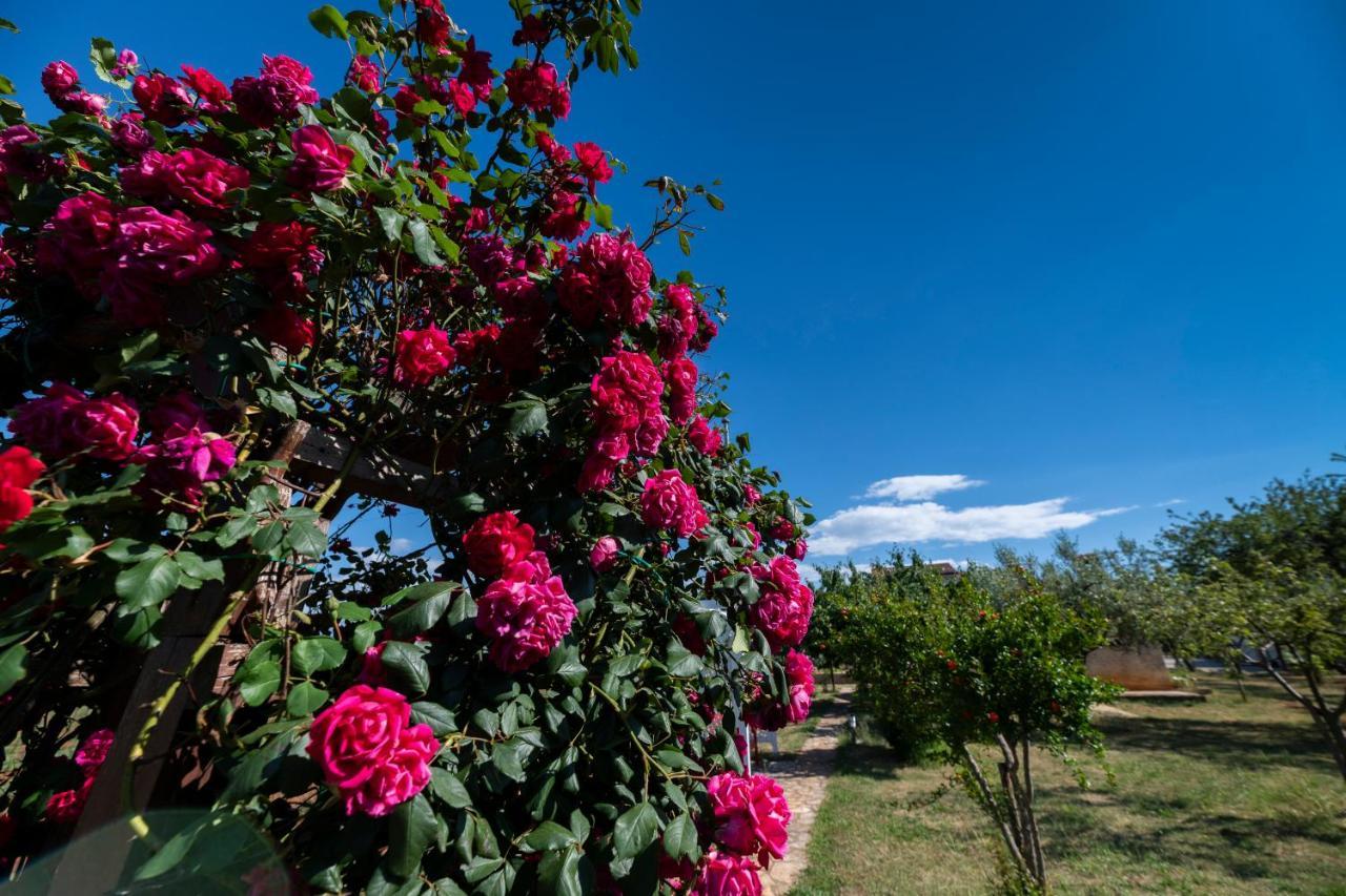 Villa Casa Di Oliva Brtonigla Exterior foto